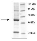 SDS-PAGE - Recombinant Human RBBP4 protein (Tagged-His Tag) (AB196431), expandable thumbnail