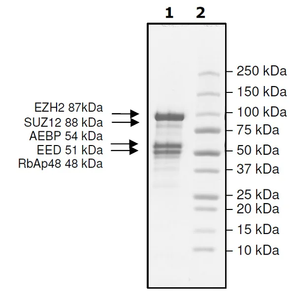 SDS-PAGE - Recombinant human RBBP4+EED+SUZ12+AEBP2+EZH2 (mut P132S) protein (Active) (His N-Term, DDDDK N-Term) (AB271504)