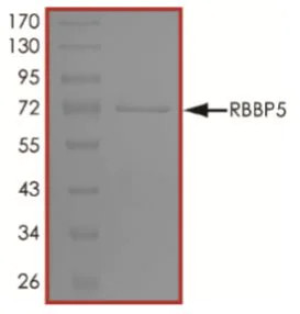 SDS-PAGE - Recombinant Human RbBP5 protein (His tag) (AB268918)