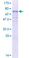 SDS-PAGE - Recombinant Human RBBP7 protein (GST tag N-Terminus) (AB114396)