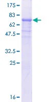 SDS-PAGE - Recombinant Human RBBP7 protein (GST tag N-Terminus) (AB114396)