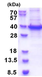 SDS-PAGE - Recombinant Human RBM11 protein (denatured) (His tag N-Terminus) (AB174404)