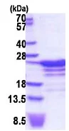 SDS-PAGE - Recombinant Human RBM18 protein (AB187430)