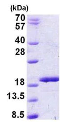 SDS-PAGE - Recombinant Human RBM3 protein (His tag N-Terminus) (AB156355)