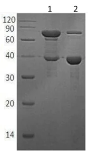 SDS-PAGE - Recombinant Human RBP3/IRBP protein (His tag) (AB215617)