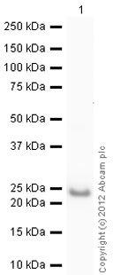 Western blot - Recombinant Human RBP4 protein (Tag Free) (AB59967)
