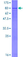 SDS-PAGE - Recombinant Human RBPJL protein (AB161411)