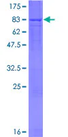 SDS-PAGE - Recombinant Human RBPJL protein (GST tag N-Terminus) (AB161411)