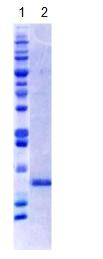 SDS-PAGE - Recombinant Human RBX1 protein (AB157035)