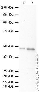 Western blot - Recombinant Human RCC1 protein (AB90625), expandable thumbnail