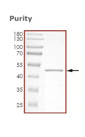SDS-PAGE - Recombinant Human RCC1 Protein (His Tag) (AB325766)