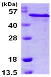 SDS-PAGE - Recombinant Human RCN2 protein (AB105594)