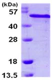 SDS-PAGE - Recombinant Human RCN2 protein (AB105594)