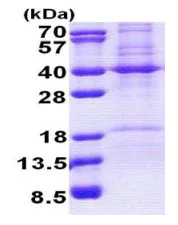 SDS-PAGE - Recombinant Human REA protein (denatured) (His tag N-Terminus) (AB167836)
