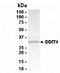 SDS-PAGE - Recombinant Human REDD-1/DDIT4 protein (His tag N-Terminus) (AB40031)