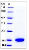 SDS-PAGE - Recombinant Human REG1 protein (His tag) (AB276375)