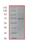 SDS-PAGE - Recombinant Human Rel B protein (AB84654), expandable thumbnail