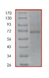 SDS-PAGE - Recombinant Human Rel B protein (AB84654)