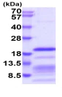 SDS-PAGE - Recombinant Human Relaxin 2/RLN2 protein (His tag) (AB219490)