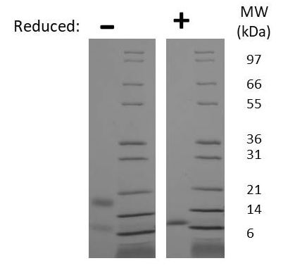 SDS-PAGE - Recombinant Human RELM beta protein (AB269151)