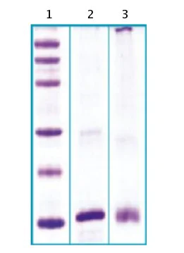 SDS-PAGE - Recombinant Human RELM beta protein (AB63292)