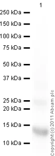Western blot - Recombinant Human RELM beta protein (AB63292)
