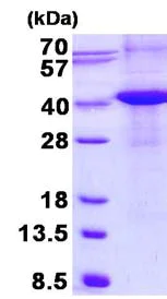 SDS-PAGE - Recombinant Human Renalase protein (denatured) (His tag N-Terminus) (AB134535)