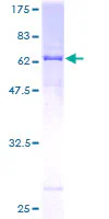 SDS-PAGE - Recombinant Human Renin protein (GST tag N-Terminus) (AB159326)