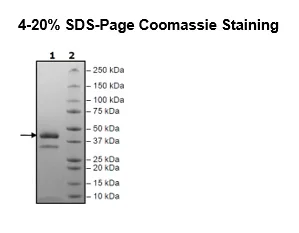 SDS-PAGE - Recombinant human Renin protein (His tag C-Terminus) (AB135012)