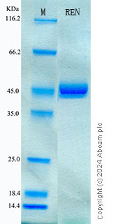 SDS-PAGE - Recombinant Human Renin Protein Standard (His tag) (AB316630), expandable thumbnail