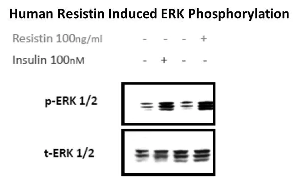 Functional Studies - Recombinant human Resistin protein (Active) (AB256103)