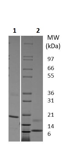 Recombinant human Resistin protein (Active)