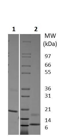 SDS-PAGE - Recombinant human Resistin protein (Active) (AB256103)
