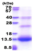 SDS-PAGE - Recombinant Human Resistin protein (denatured) (AB177678)