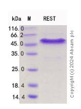 SDS-PAGE - Recombinant Human REST / NRSF Protein Standard (His tag) (AB316509), expandable thumbnail