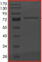 SDS-PAGE - Recombinant human Ret (mutated G691S) protein (AB186461)