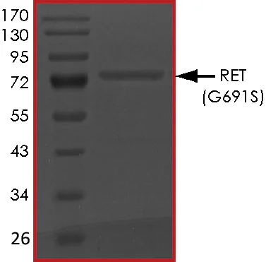 SDS-PAGE - Recombinant human Ret (mutated G691S) protein (GST tag N-Terminus) (AB186461)