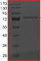 SDS-PAGE - Recombinant human Ret (mutated G691S) protein (GST tag N-Terminus) (AB186461)