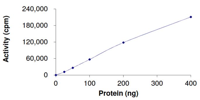 Functional Studies - Recombinant human Ret (mutated L790F) protein (Tagged) (AB268921), expandable thumbnail