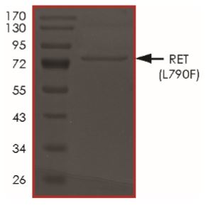 SDS-PAGE - Recombinant human Ret (mutated L790F) protein (Tagged) (AB268921), expandable thumbnail