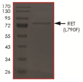 SDS-PAGE - Recombinant human Ret (mutated L790F) protein (Tagged) (AB268921)