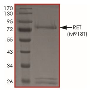 Recombinant human Ret (mutated M918T) protein (Active)