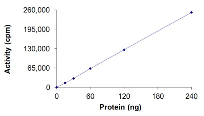 Functional Studies - Recombinant human Ret (mutated M918T) protein (Tagged-His Tag) (AB268923), expandable thumbnail