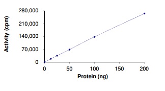 Functional Studies - Recombinant human Ret (mutated R813Q) protein (AB186456), expandable thumbnail