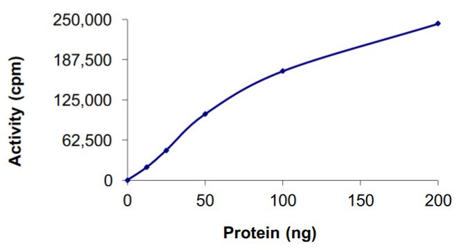 Recombinant human Ret (mutated R912P) protein (Active)