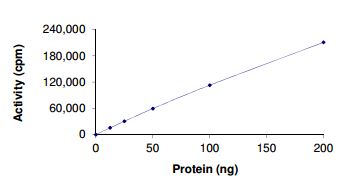 Functional Studies - Recombinant human Ret (mutated S891A) protein (AB190381), expandable thumbnail