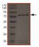 SDS-PAGE - Recombinant human Ret (mutated S891A) protein (AB190381), expandable thumbnail
