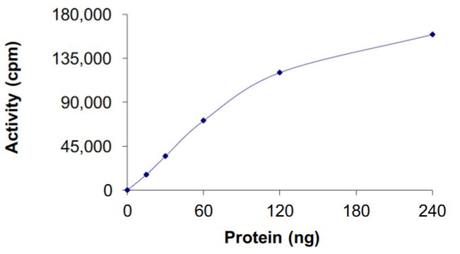 Functional Studies - Recombinant human Ret (mutated S904A) protein (Active) (AB268926), expandable thumbnail