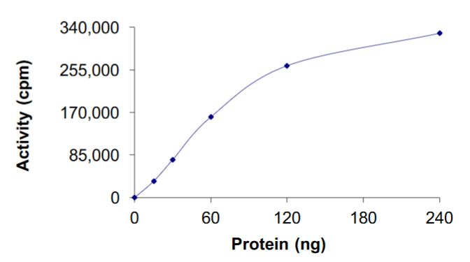 Functional Studies - Recombinant human Ret (mutated S904F) protein (Active) (AB268928), expandable thumbnail