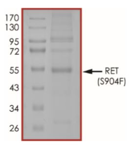 SDS-PAGE - Recombinant human Ret (mutated S904F) protein (Active) (AB268928), expandable thumbnail